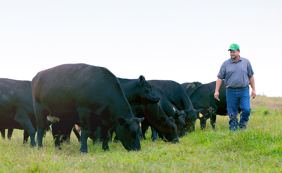 Farmer in field with cattle