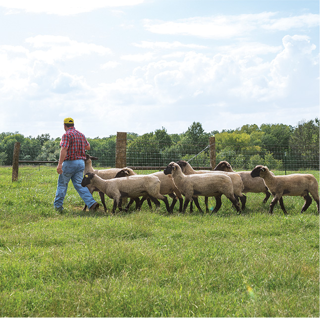 Farmer in field with sheep following